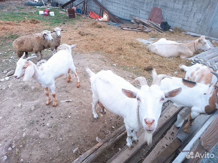 Коза нубийская