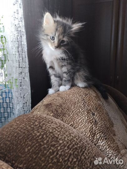 Кошка в дар бесплатно