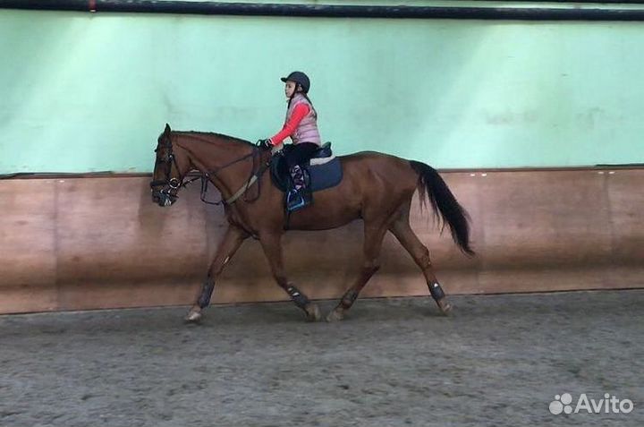 Тренер-берейтор по конному спорту. аренда лошадей