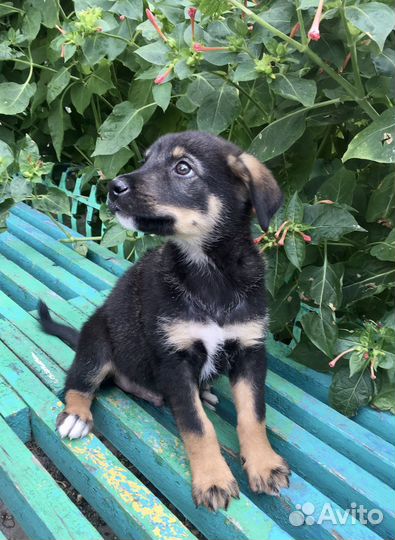 Малыш в дар