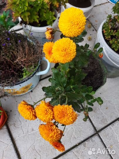 Хризантемы кустики цветут желтая белая