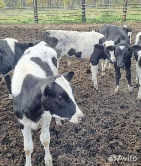 Бычки, телята на корм