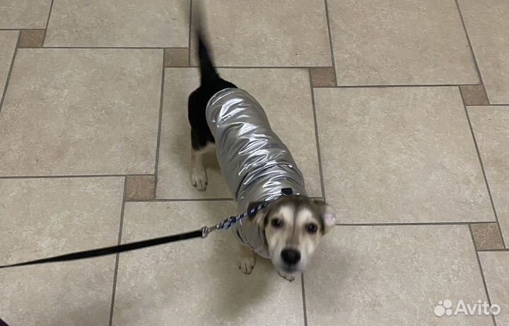 Куртка доя собаки