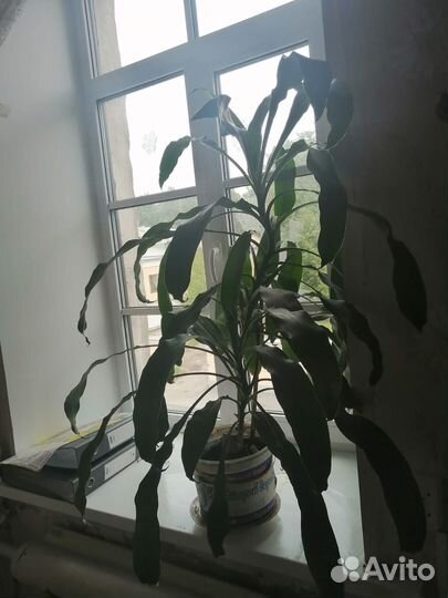 Комнатные цветы драцена