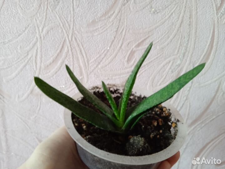 Гастерия little warty