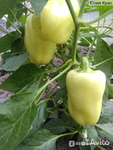 Рассада овощей