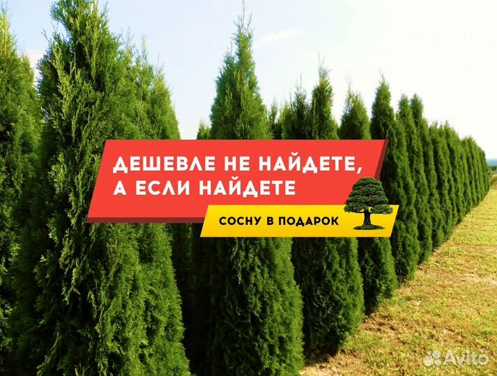Туи из питомника