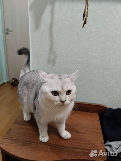 Шотландский кот на вязку