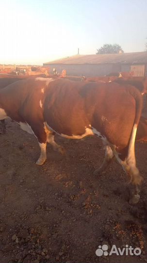 Продам быка