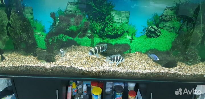 Большой аквариум с тумбой