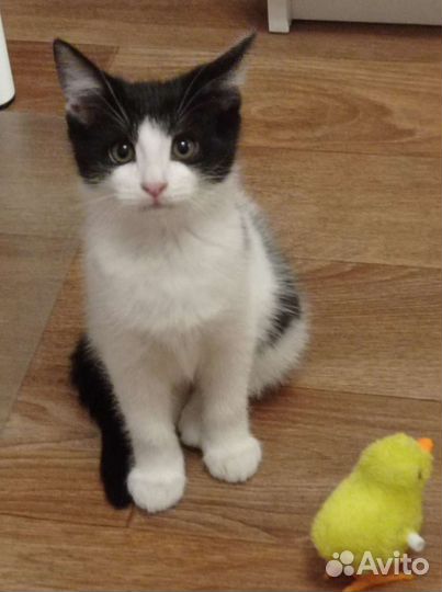 Ищем дом ласковой девчуле