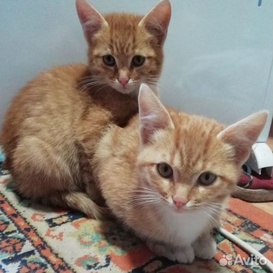 Котенок рыжий в дар