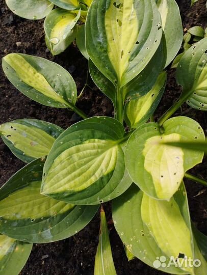 Хоста Керли Фрайз и др