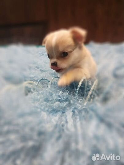 Чихуахуа.Шикарный мальчик