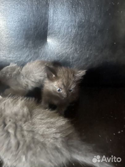 Отдам котят в хорошие руки