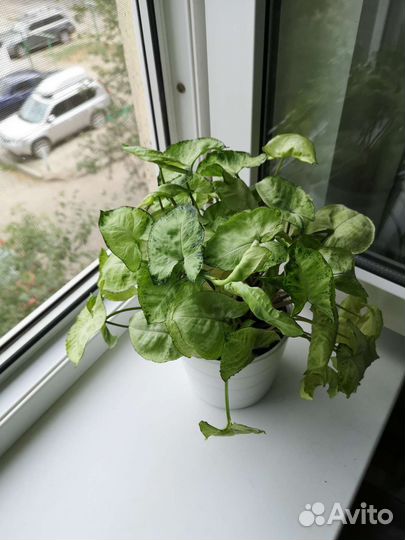 Сингониумы 5 сортов