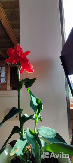 Комнатные цветы 3 штук