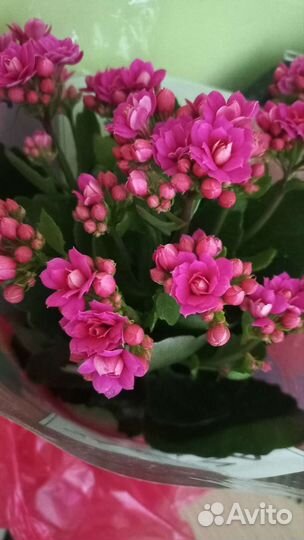 Калонхое(декоративное)