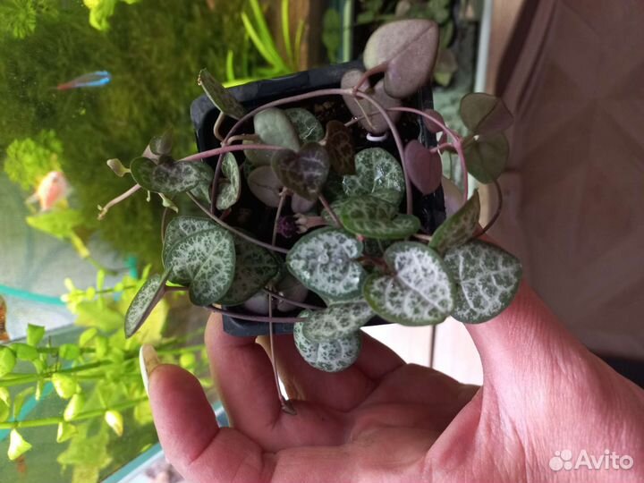 Церопегия вуда