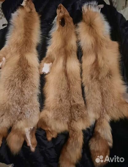 Шкуры лисы