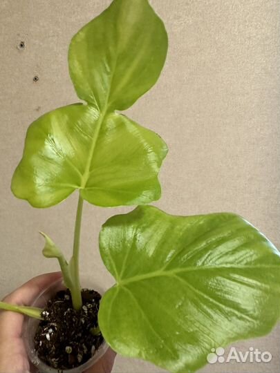 Филодендрон голд Сатин Тайский