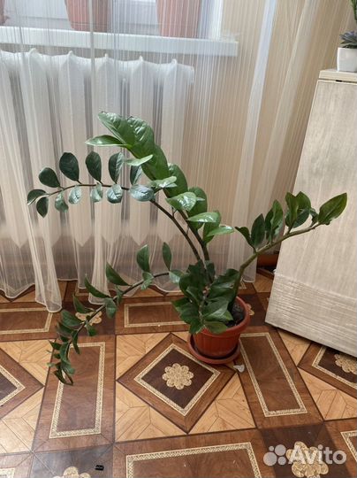 Замиокулькас