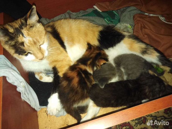 Котенок в дар бесплатно