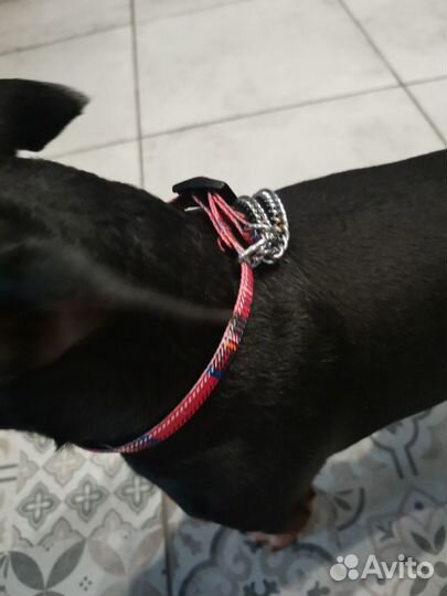 Ошейник для собак