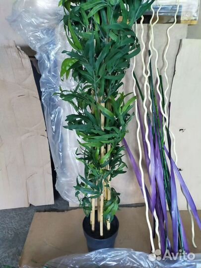 Декоративные кустарники