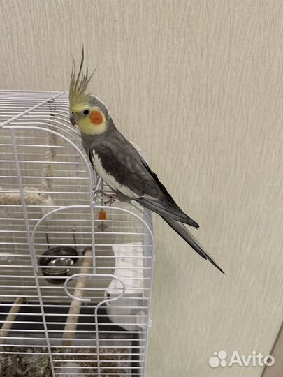 Попугай корелла с клеткой, ручной