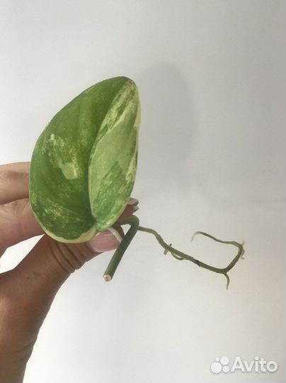 Сциндапсус Жаде сатин вариегатный