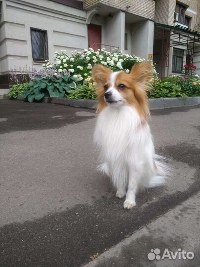 Вязка папийон