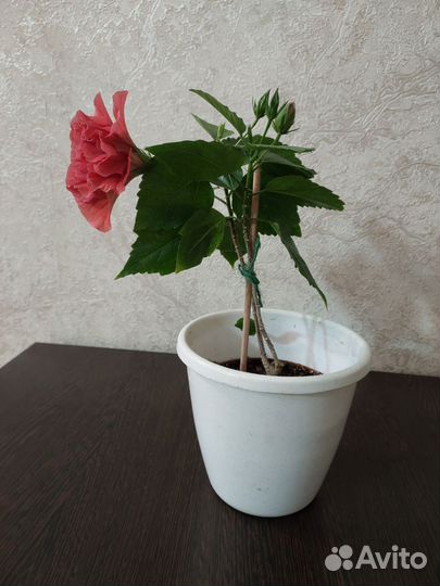 Гибискус