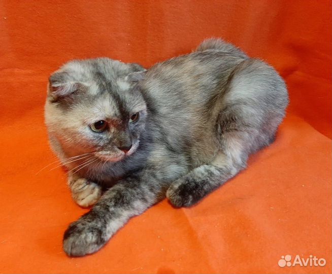 Шотландская вислоухая оригинального окраса в дар