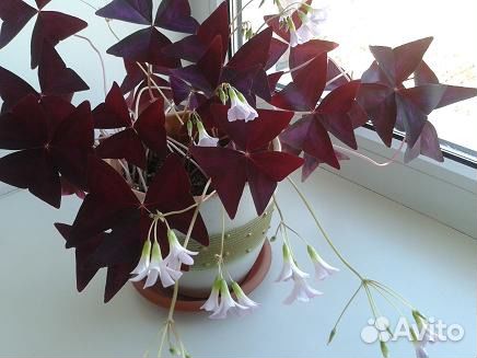 Кислица, ден. дерево