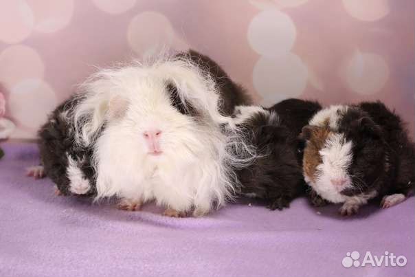 Породистые морские свинки перуанские и тедди