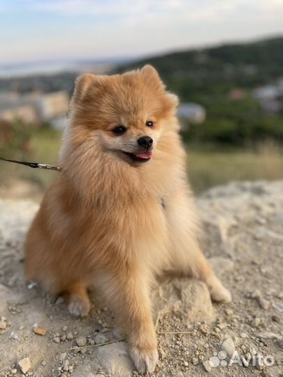Померанский шпиц вязка кобель