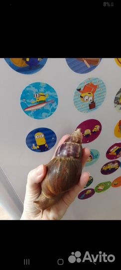 Ахатины