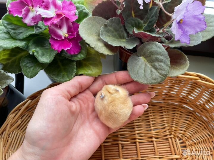 Джунгарские хомячки разных окрасов