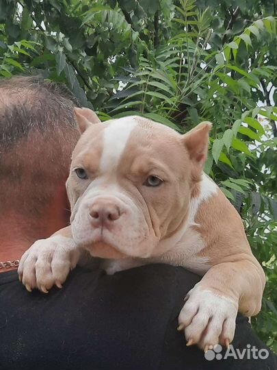 Американский булли щенки мерль