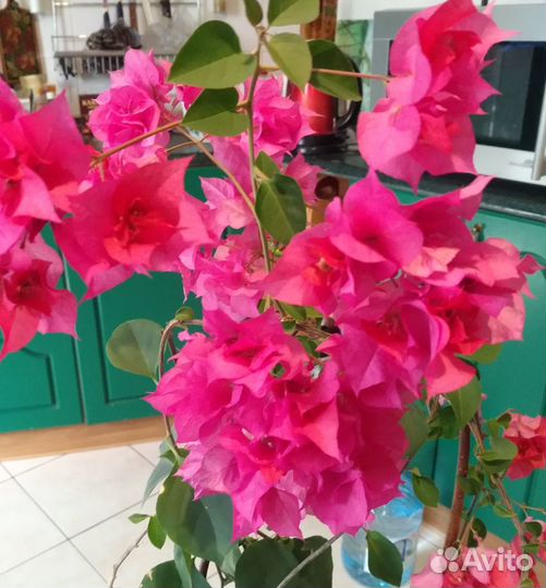 Бугенвиллии, красиво цветущие комнатные растения