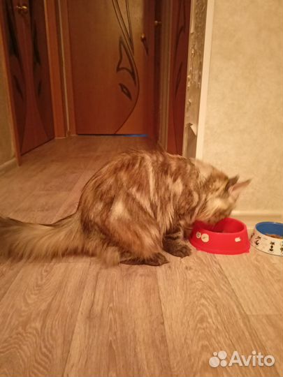 Кошка в дар бесплатно