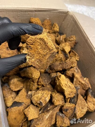 Чага Березовая Чага-чай