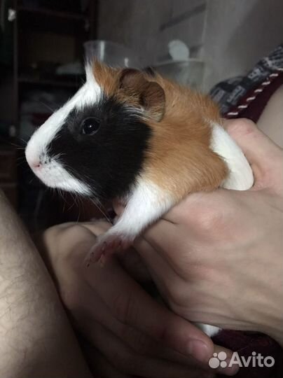 Морская свинка