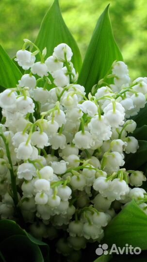 Ландыши садовые. Ромашка. Флоксы