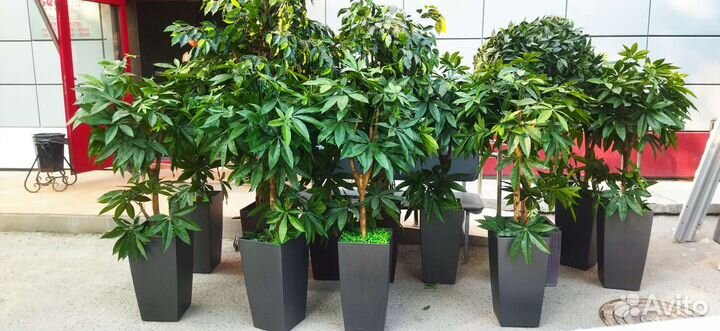 Комнатные цветы шефлера