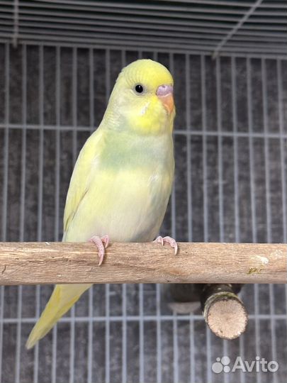 Птенцы волнистый попугай