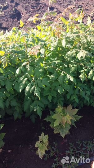 Кельрейтерия мыльные дерево