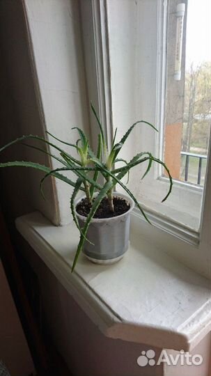 Алоэ,лекарственное,4 года