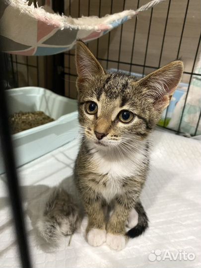 Котенок полосатый в дар